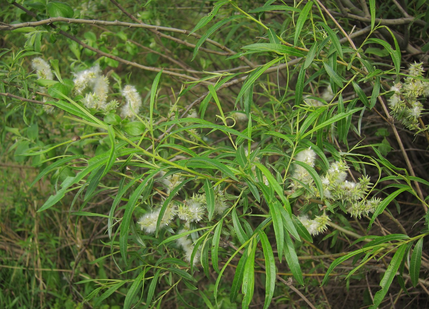 Image of Salix viminalis specimen.