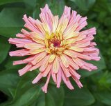 Zinnia elegans. Соцветие (вид сверху). Московская обл., дачный участок. 27.07.2007.