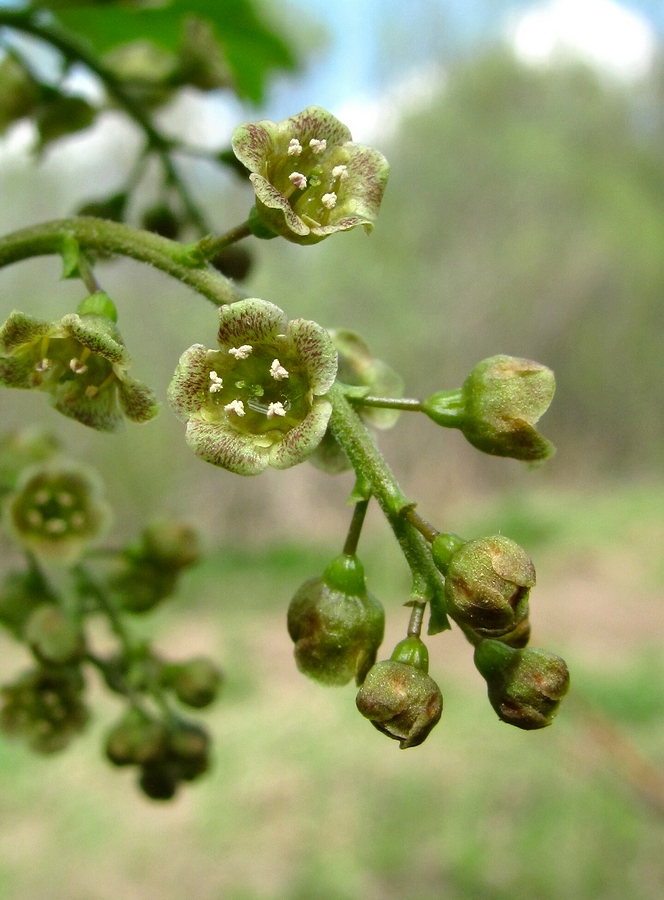 Image of Ribes spicatum specimen.