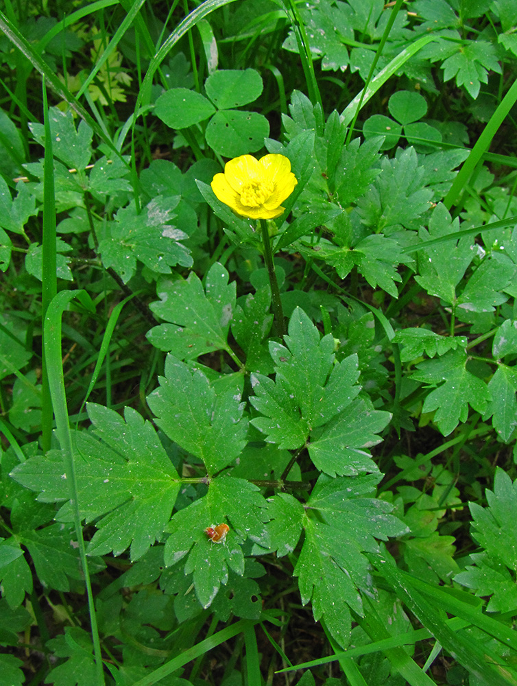 Image of Ranunculus repens specimen.