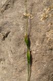 Achnatherum virescens. Колоски. Крым, южный берег, окр. Алупки, сосновый лес. 2 июня 2012 г.