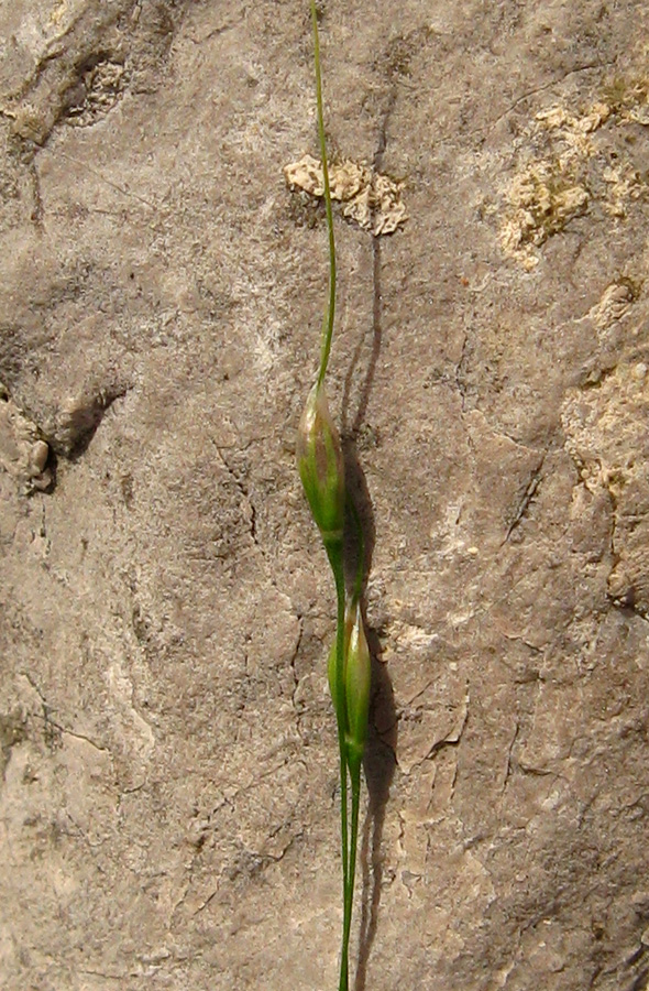 Image of Achnatherum virescens specimen.