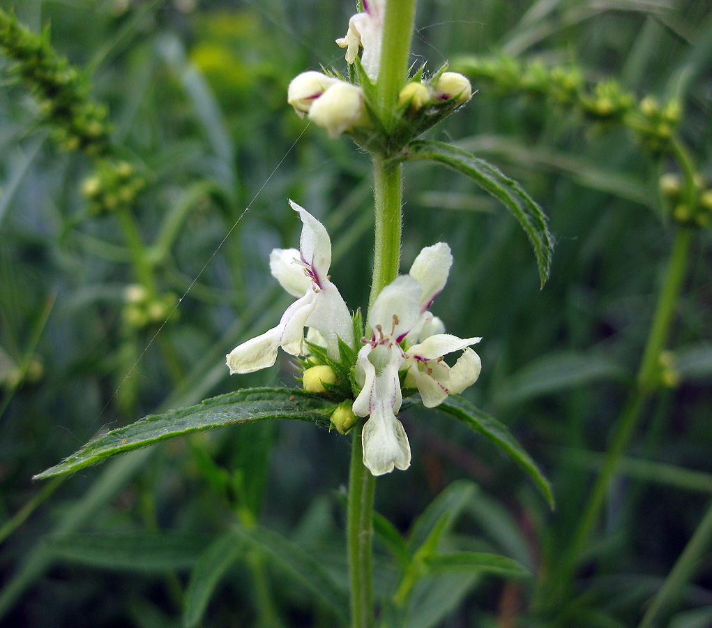 Изображение особи Stachys recta.