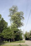 Изображение особи. Автор - Евгений Давкаев