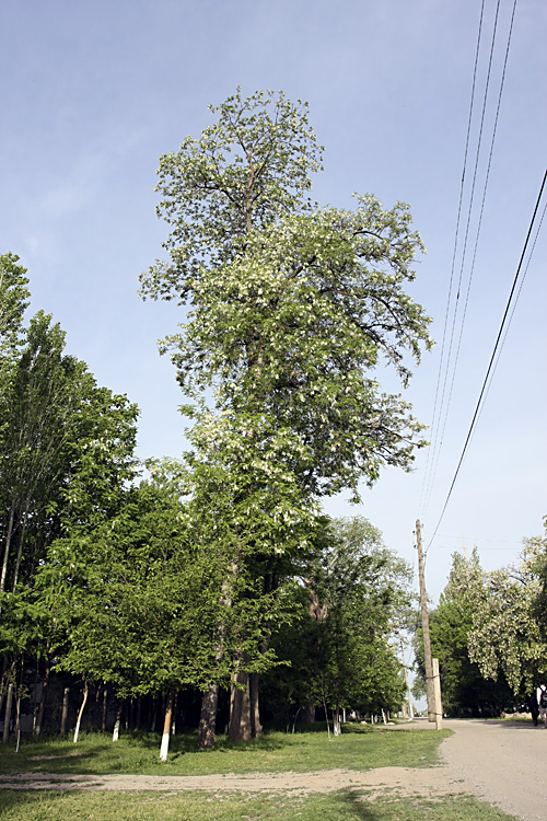 Изображение особи Robinia pseudoacacia.