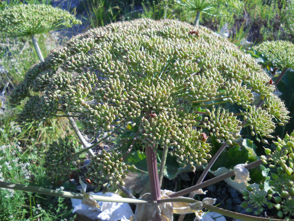 Image of Heracleum stevenii specimen.