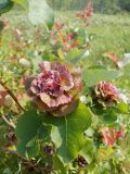 Salix pyrolifolia