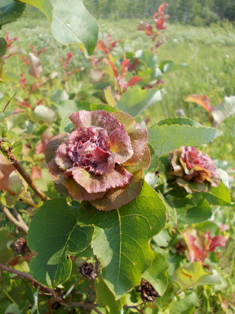 Image of Salix pyrolifolia specimen.