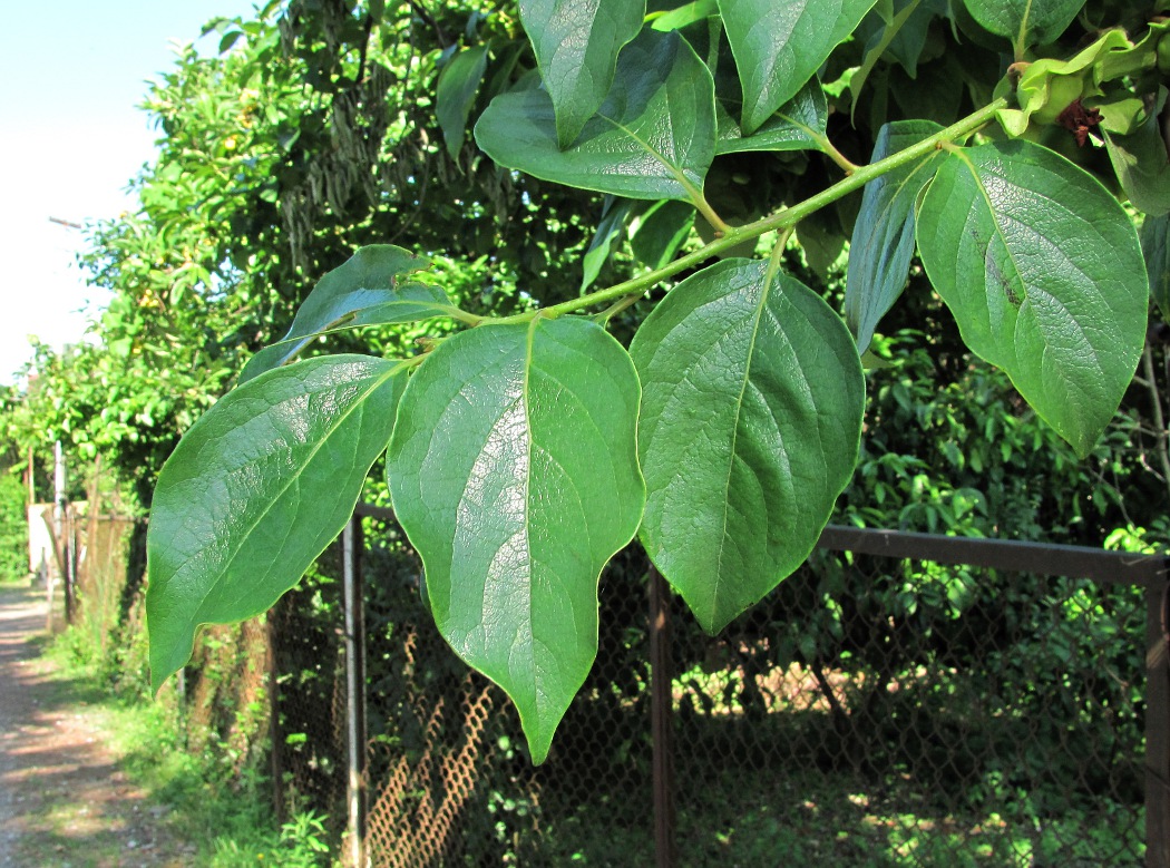 Image of Diospyros kaki specimen.