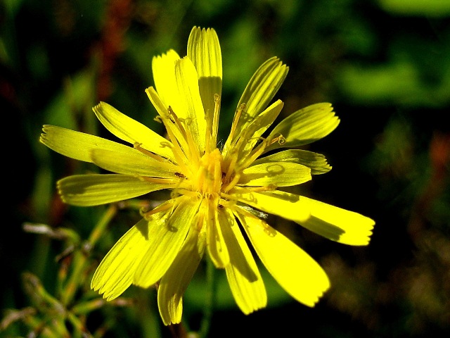 Image of Crepis tectorum specimen.