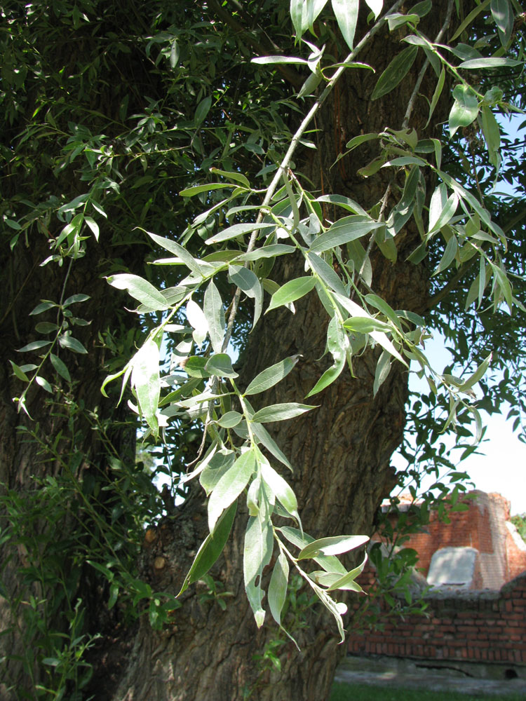 Image of Salix alba specimen.