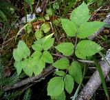 Angelica sylvestris