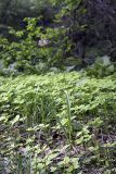 genus Allium. Цветущее растение. Южный Казахстан, ущелье Машат в устье Даубабы. 05.05.2012.