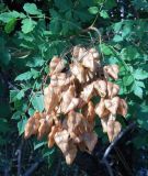 Koelreuteria paniculata. Соплодие со зрелыми плодами. Южный берег Крыма, район пгт Партенит, мыс Плака. 26 августа 2012 г.