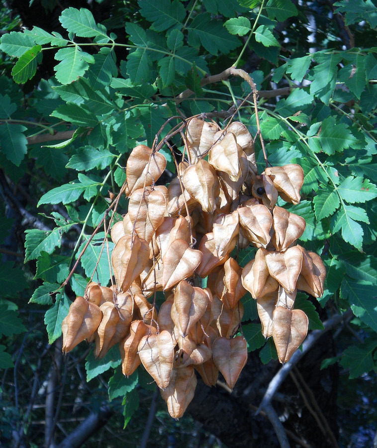 Image of Koelreuteria paniculata specimen.