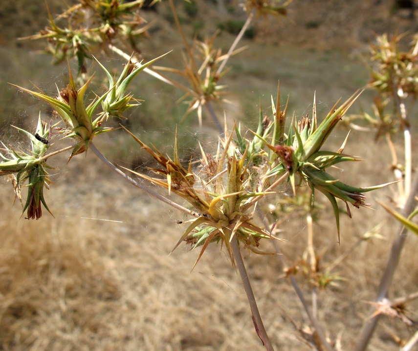 Изображение особи Cousinia eryngioides.