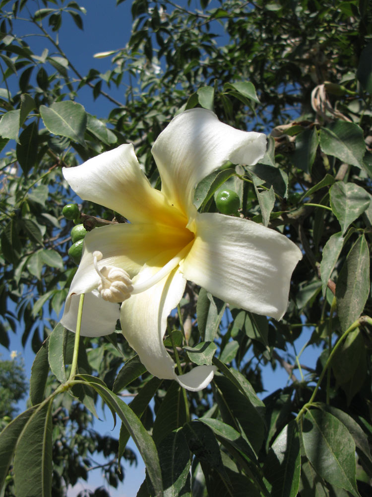 Изображение особи Ceiba insignis.