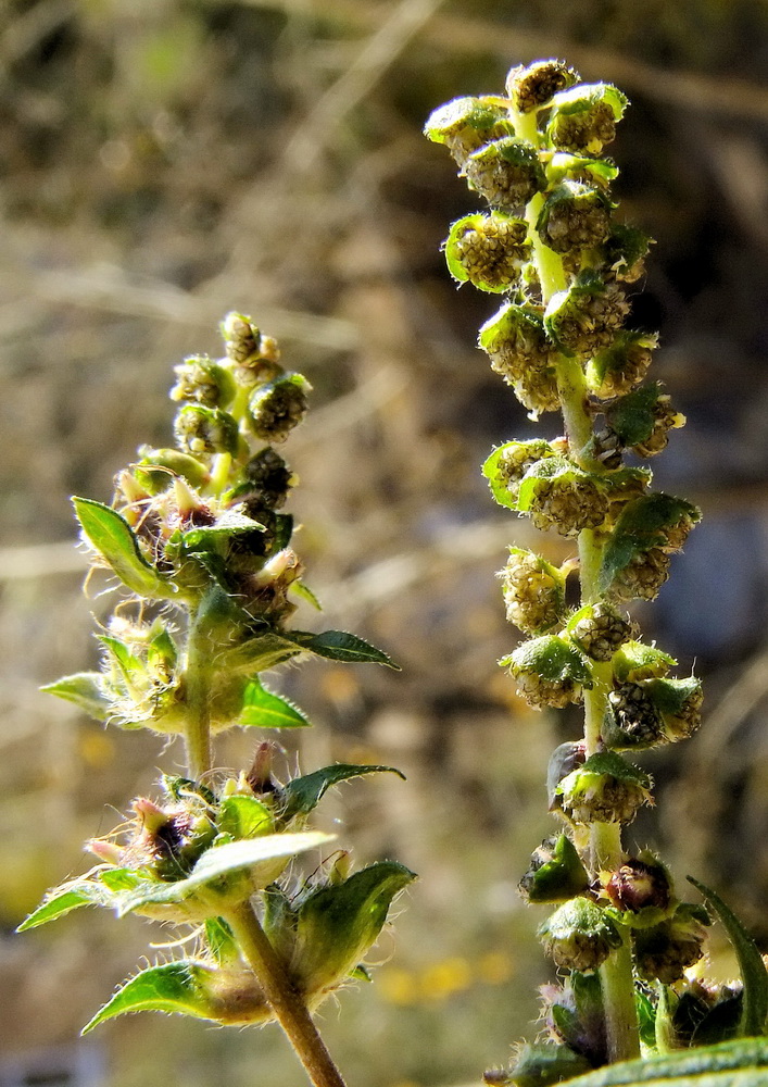 Изображение особи Ambrosia artemisiifolia.