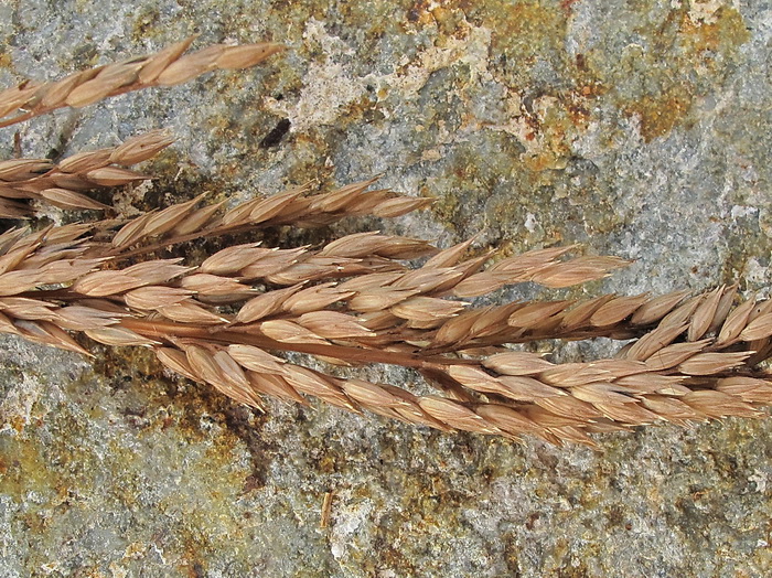 Image of Arundinella anomala specimen.