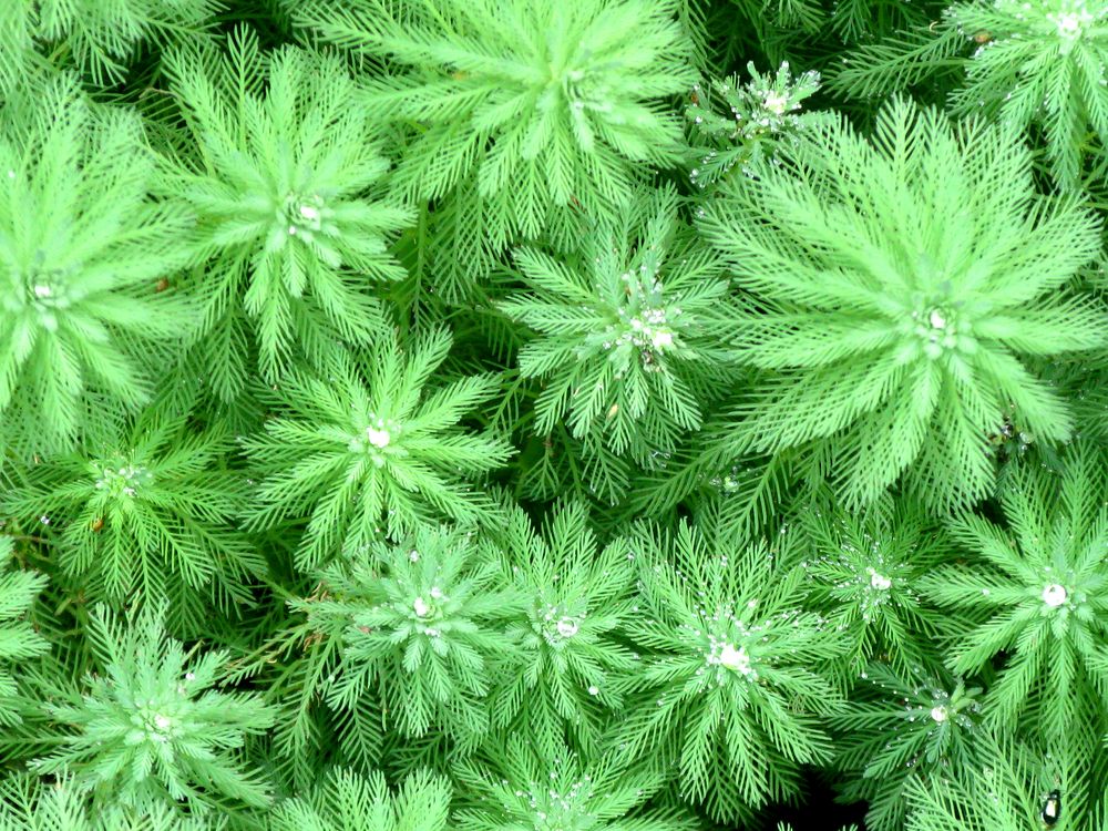 Image of Myriophyllum aquaticum specimen.