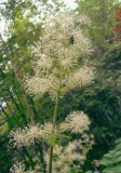 Aralia cordata