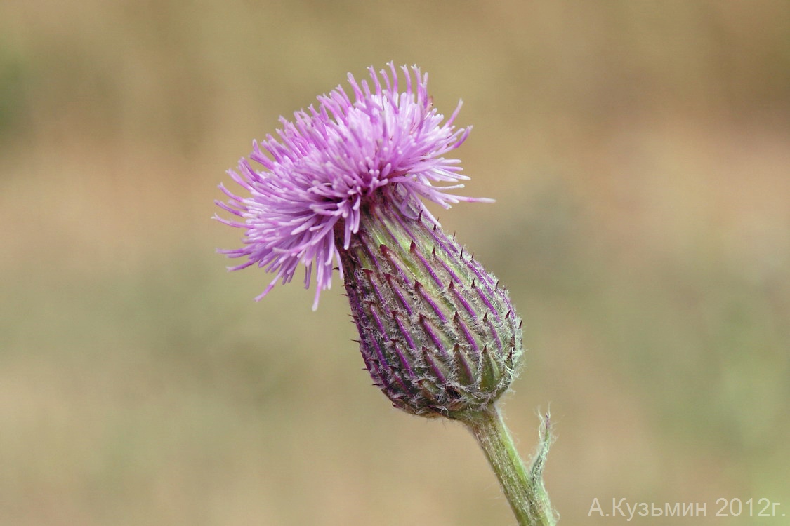 Image of Cirsium arvense specimen.