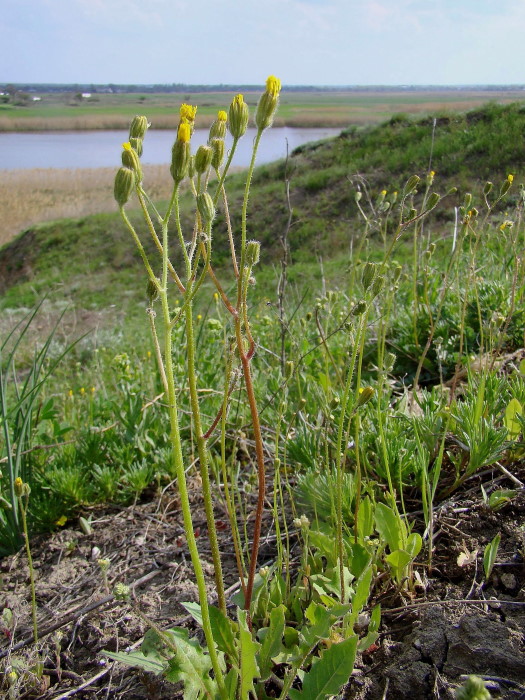 Image of Lagoseris sancta specimen.