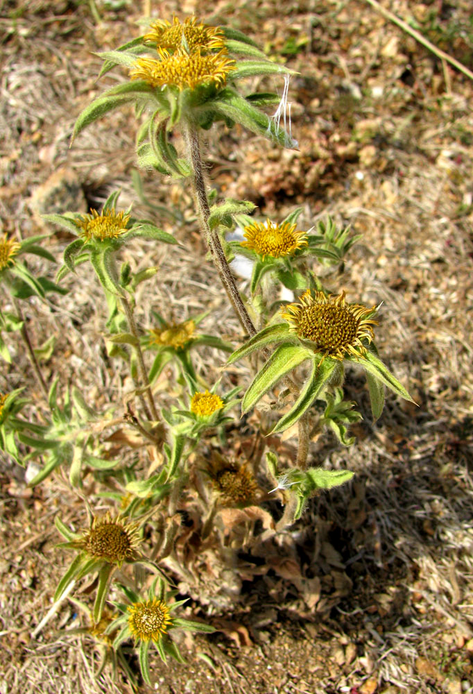 Изображение особи Pallenis spinosa.