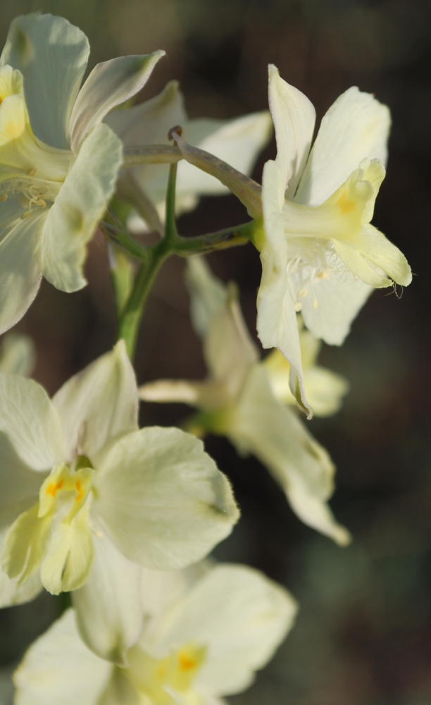 Image of Delphinium semibarbatum specimen.