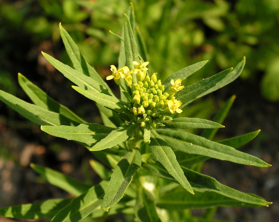 Изображение особи Erysimum cheiranthoides.