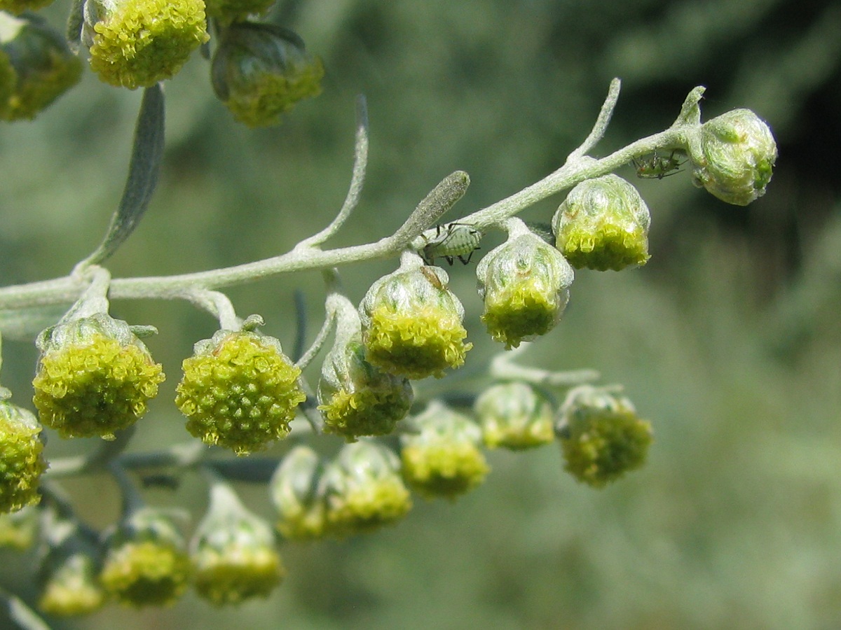 Изображение особи Artemisia absinthium.
