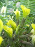 genus Astragalus. Соцветие. Киргизия, Чуйская обл., северный склон Киргизского хр. 22 апреля 2012 г.