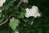 Crataegus pseudoheterophylla