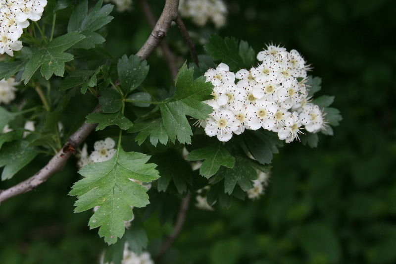 Изображение особи Crataegus pseudoheterophylla.