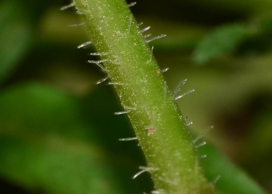 Image of Reseda orientalis specimen.