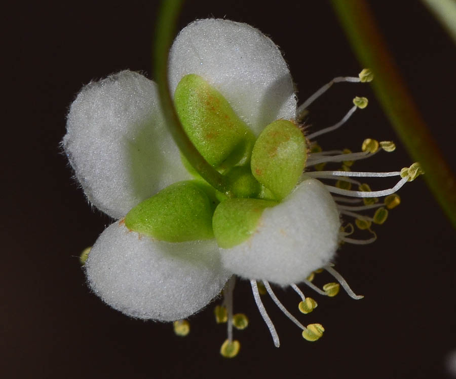 Image of Eugenia uniflora specimen.