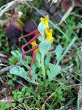 Corydalis sewerzowii