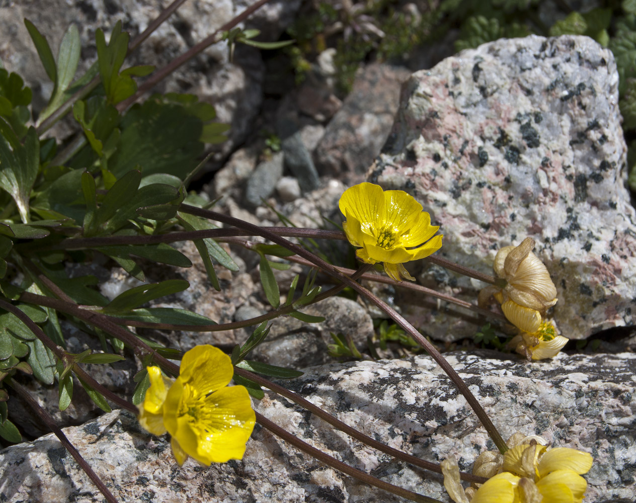 Изображение особи Ranunculus gelidus.