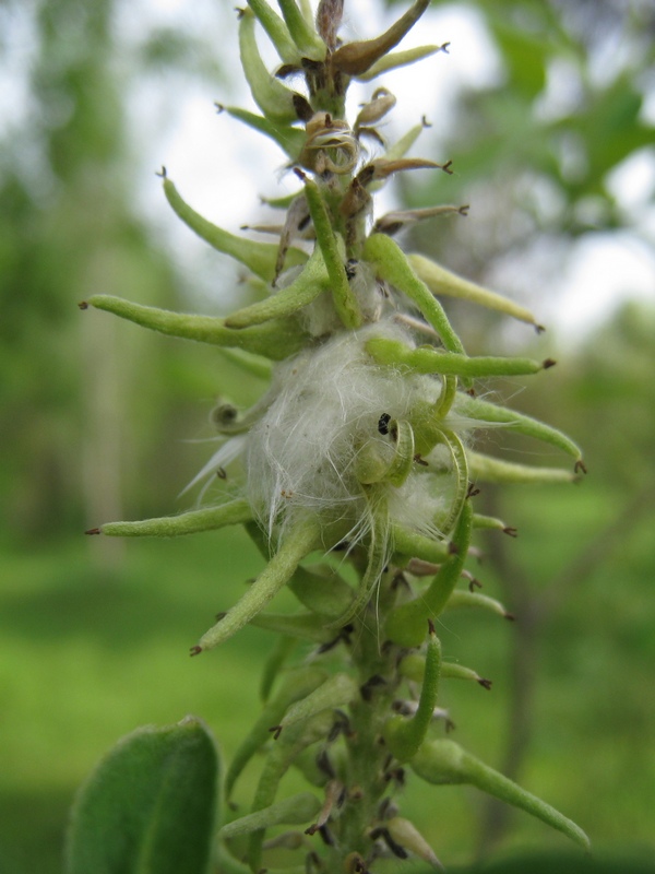 Image of Salix cinerea specimen.