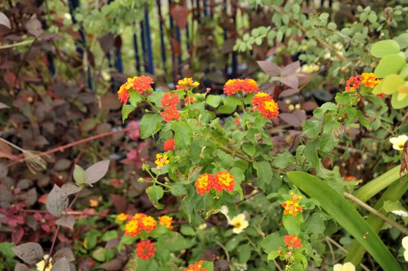 Image of Lantana camara specimen.