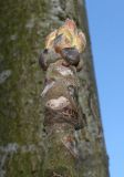 Toona sinensis