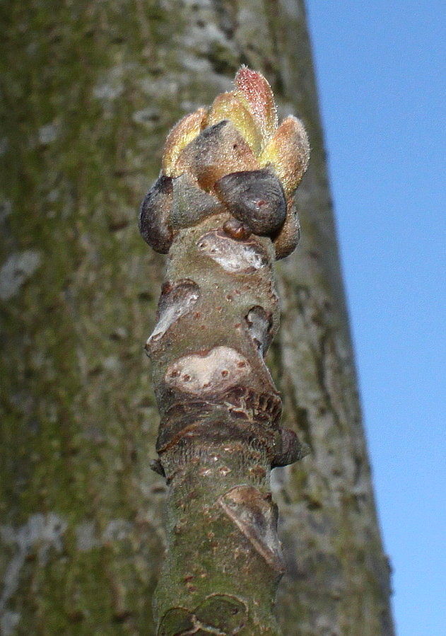 Изображение особи Toona sinensis.