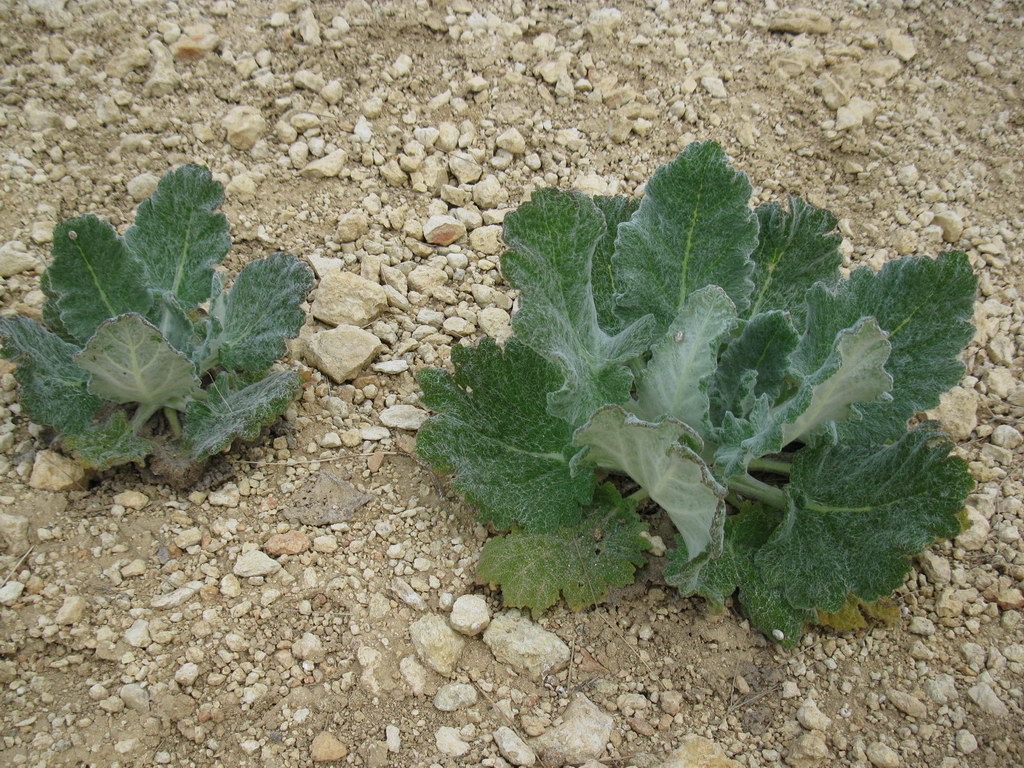 Image of Salvia aethiopis specimen.