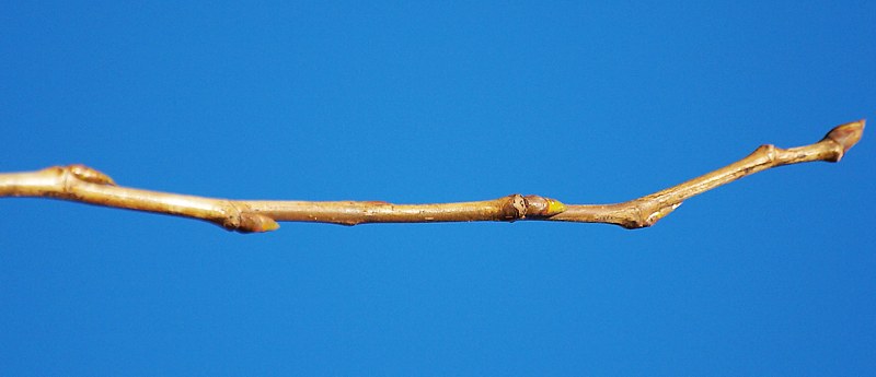 Image of Populus × sibirica specimen.