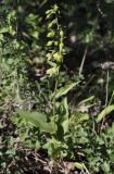 Epipactis helleborine ssp. degenii