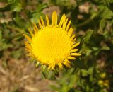 Grindelia squarrosa. Раскрывающееся соцветие. Украина, г. Запорожье, балка Партизанская, луг. 28.06.2013.