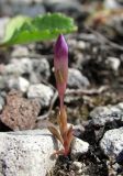 Gentianella lingulata. Зацветающее растение (высота - менее 2 см). Архангельская обл., Холмогорский р-н, окр. пос. Усть-Пинега, на обнажении горной породы. 15.07.2013.