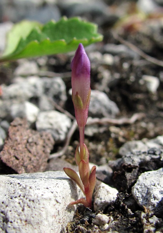 Изображение особи Gentianella lingulata.