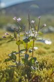 genus Epilobium. Цветущие растения. Мурманская обл., Ловозерские тундры, у ручья. 28.07.2013.