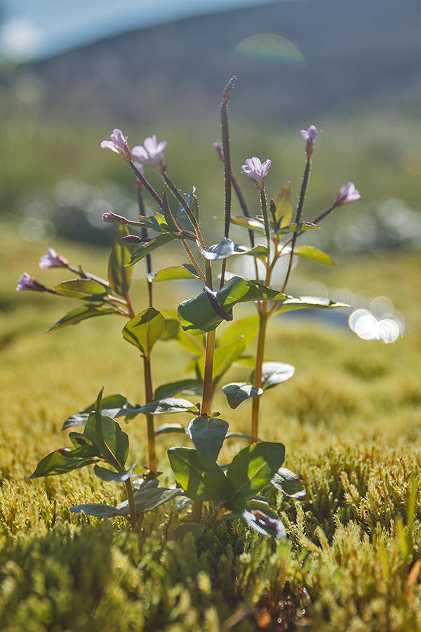 Изображение особи род Epilobium.